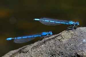 ルリイトトンボのページ