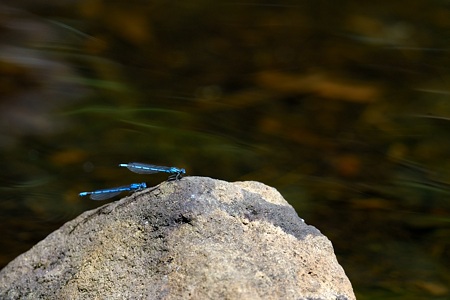 ルリイトトンボ ♂ 2