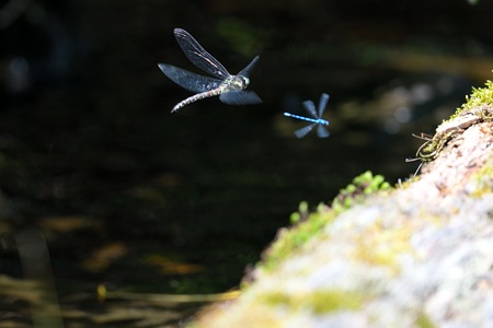 ルリイトトンボ  飛翔