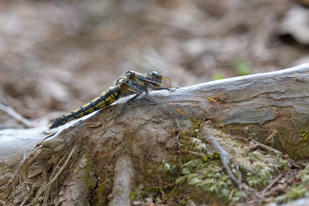 シオヤトンボ ♀ 側面
