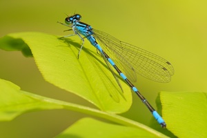 エゾイトトンボのページ