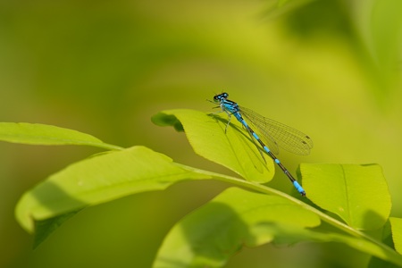 エゾイトトンボ ♂ 側面