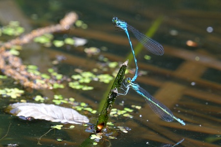 エゾイトトンボ ペア ♀ 青色型