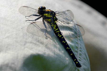 ムカシヤンマ ♀