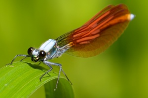ニホンカワトンボカワトンボのページ