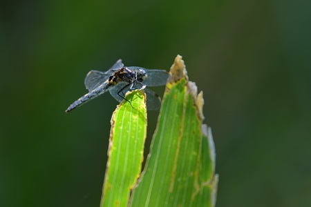 カオジロトンボ ♀