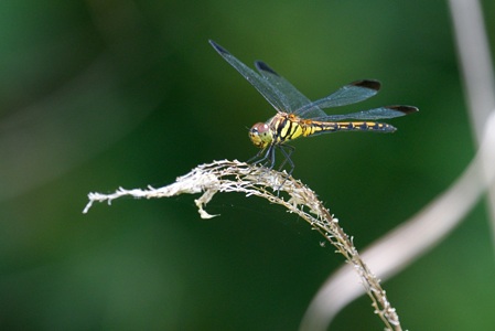 ノシメトンボ ♀