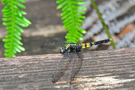 オオシオカラトンボ ♀