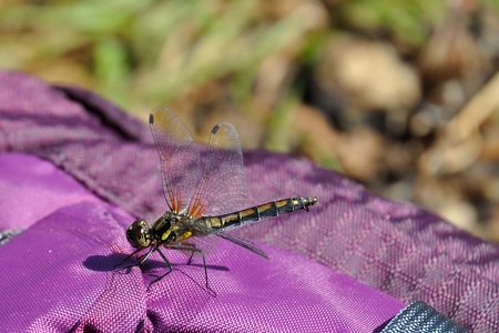 ムツアカネ ♀ 初めての出会い
