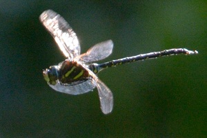 オオルリボシヤンマ