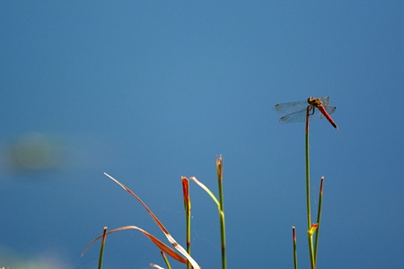 アキアカネ ♂ 背景 青