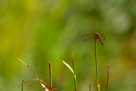 アキアカネ ♂ 背景 緑
