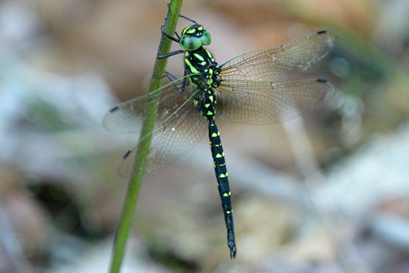 サラサヤンマ ♂