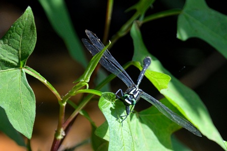 ヤマサナエ ♂ 正面