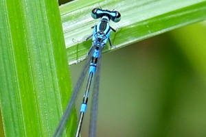 オゼイトトンボのページ