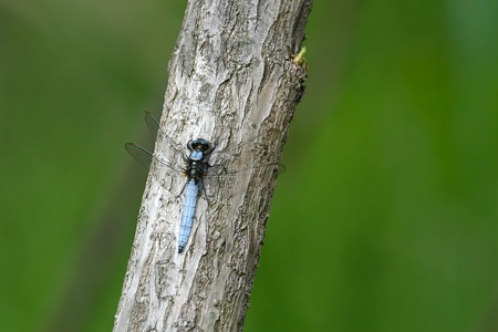 シオヤトンボ ♂ 上面