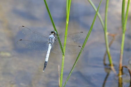 シオカラトンボ ♂ 上面