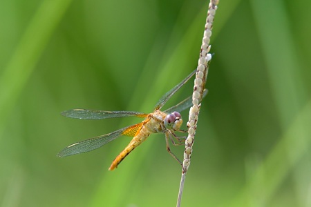ショウジョウトンボ ♀