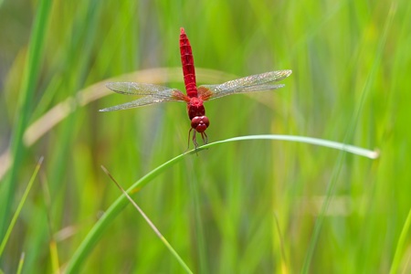 ショウジョウトンボ ♂ 正面
