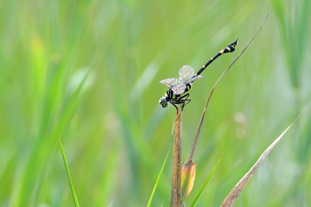 タイワンウチワヤンマ ♂ 2