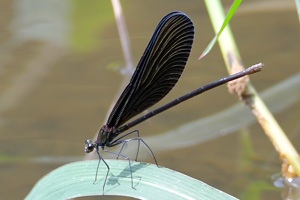 ハグロトンボのページ