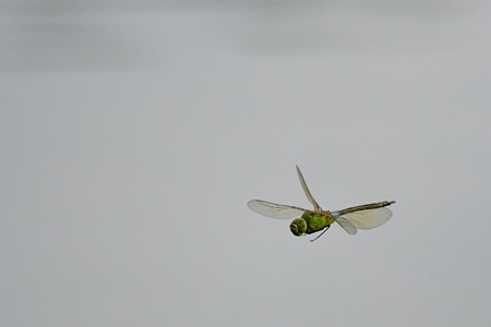 ギンヤンマ ♂ の飛翔 