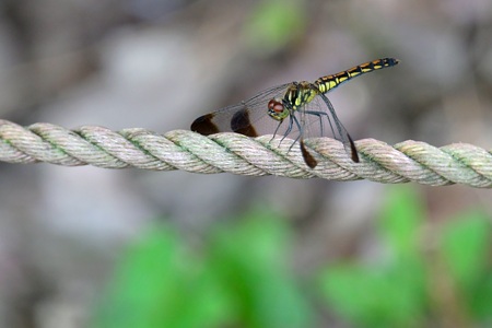 コノシメトンボ ♀