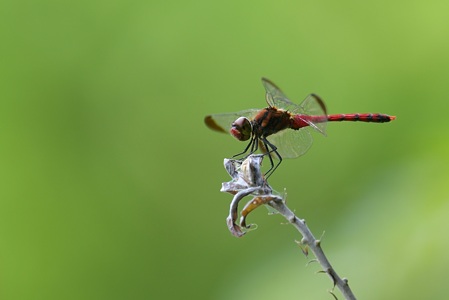 コノシメトンボ ♂