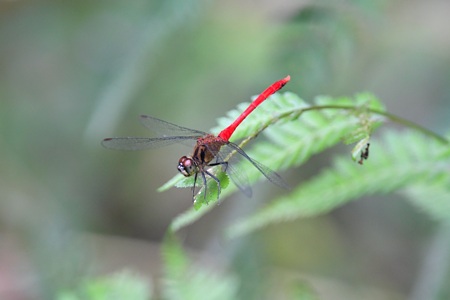 マユタテアカネ ♂ その2