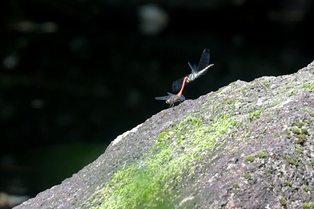 リスアカネ ペア