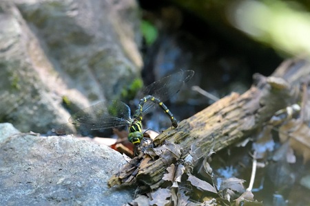 ミルンヤンマ ♀ 産卵