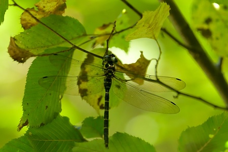 ミルンヤンマ ♂