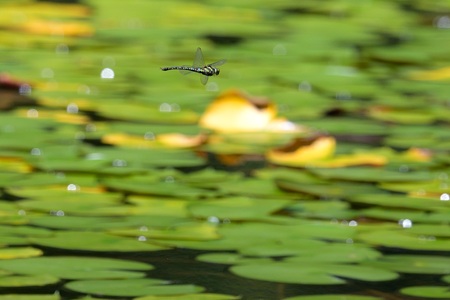 オオルリボシヤンマ ♀ の飛翔 2