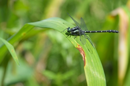 ダビドサナエ ♂
