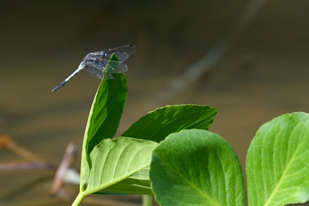 シオカラトンボ ♂ 側面
