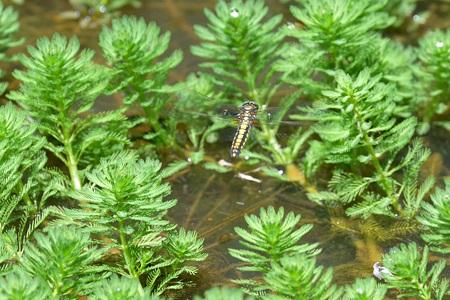シオヤトンボ ♀ 飛翔