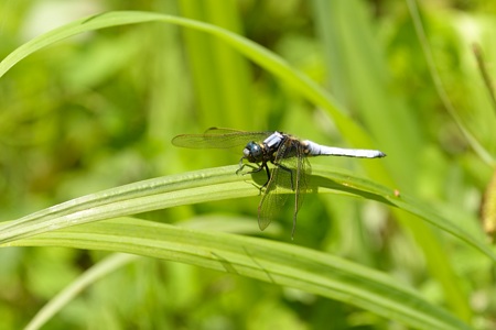 シオヤトンボ ♂ 側面