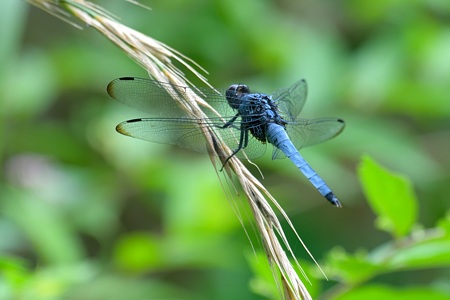 オオシオカラトンボ ♂ やや背面