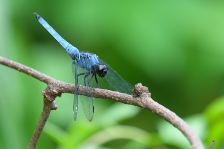 オオシオカラトンボ ♂ 側面