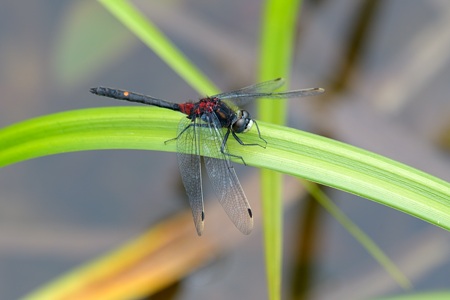 カオジロトンボ ♂
