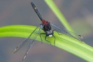 カオジロトンボ