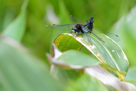カオジロトンボ ペア