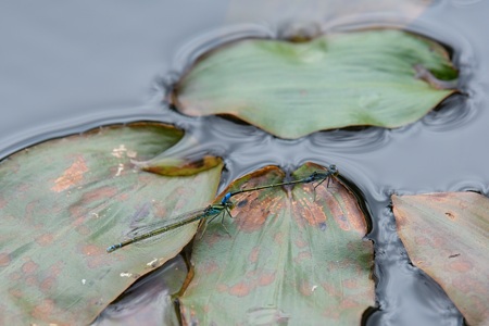 クロイトトンボ ペア