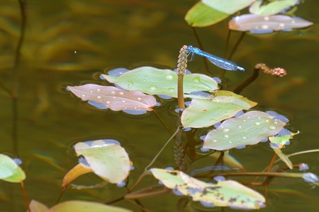 ルリイトトンボ ♂