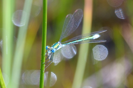 アオイトトンボ ♂ 2