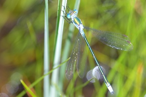 アオイトトンボ