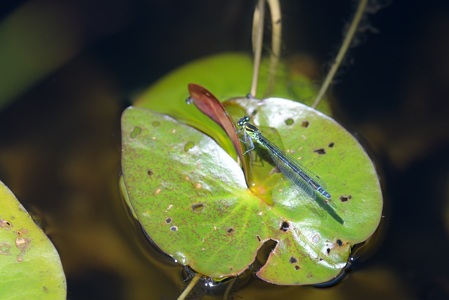 エゾイトトンボ ♀