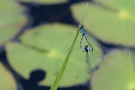 エゾイトトンボ ペア ♀ 緑色型