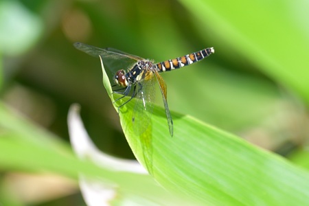 ハッチョウトンボ ♀