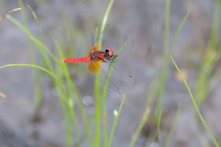 ハッチョウトンボ ♂ その2